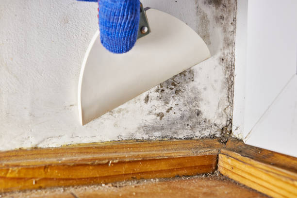 Best Post-Construction Mold Inspection  in Sierra View, PA